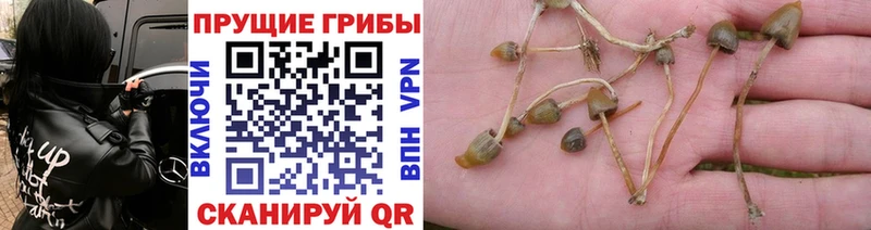 Галлюциногенные грибы Psilocybe  Ноябрьск 